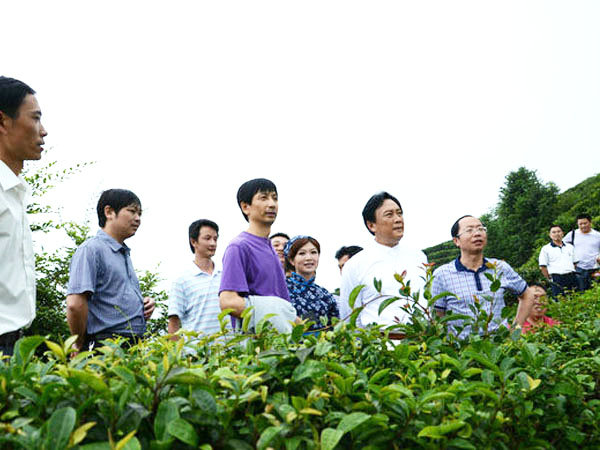 領(lǐng)導(dǎo)視察公司茶園某地