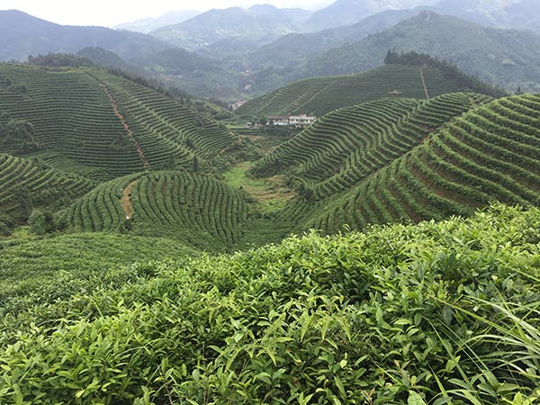 基地茶園一角