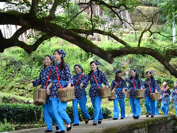 上山采茶去