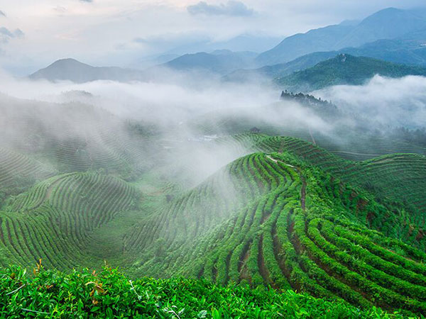 云霧繚繞、生態(tài)、有機茶園一角